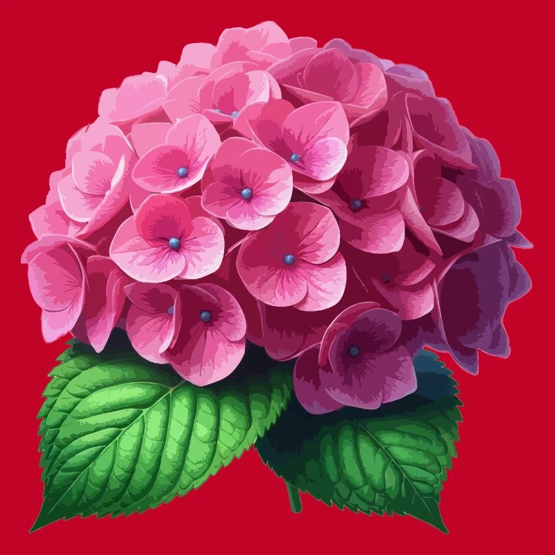 Hydrangea pink