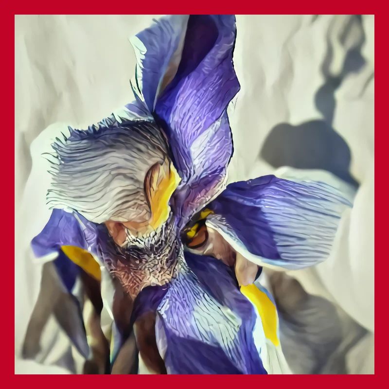 Fleur d’iris pourpre en pleine floraison