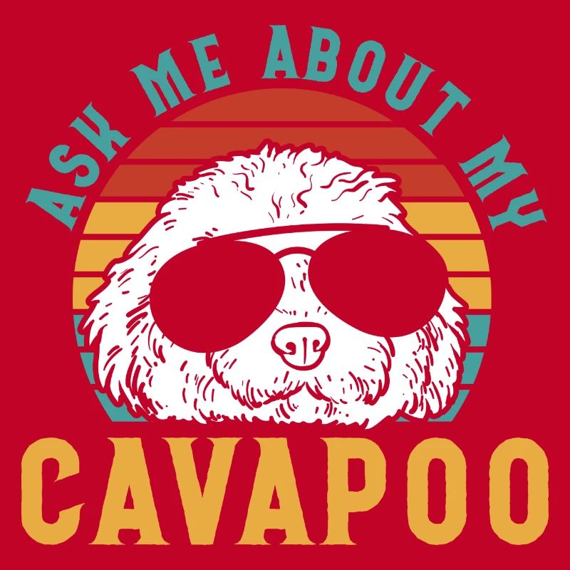 Cavapoo Cavoodle Capoodle Chien