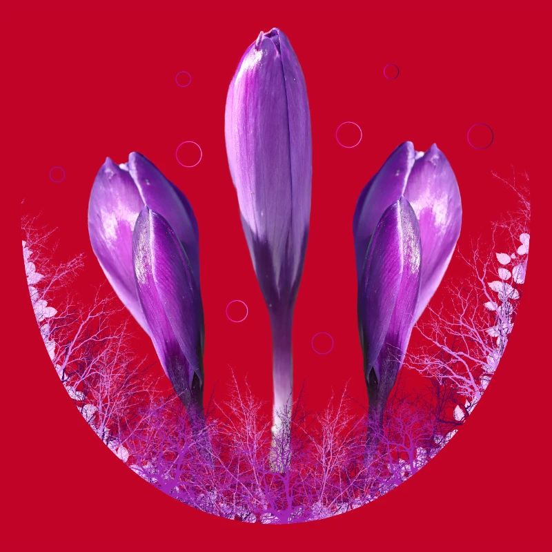 Crocus Crocus Fleurs Violettes
