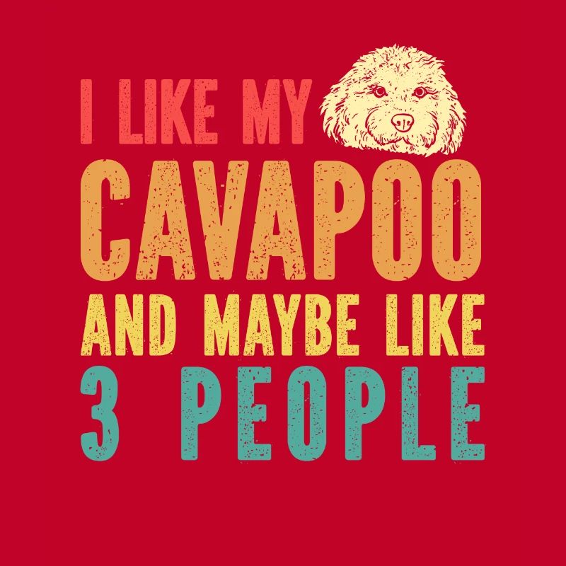 Cavapoo Cavoodle Capoodle Chien