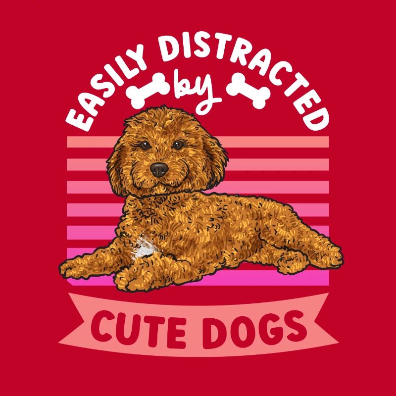 Cavapoo Cavoodle Capoodle Chien