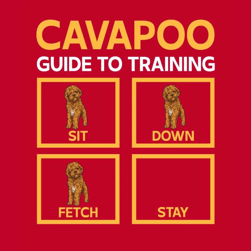 Cavapoo Cavoodle Capoodle Dog