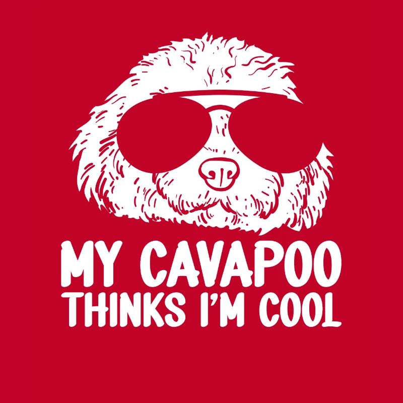 Cavapoo Cavoodle Capoodle Chien