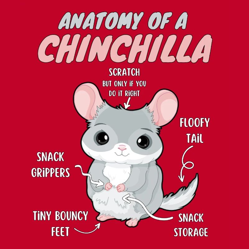 Anatomie einer Chinchilla