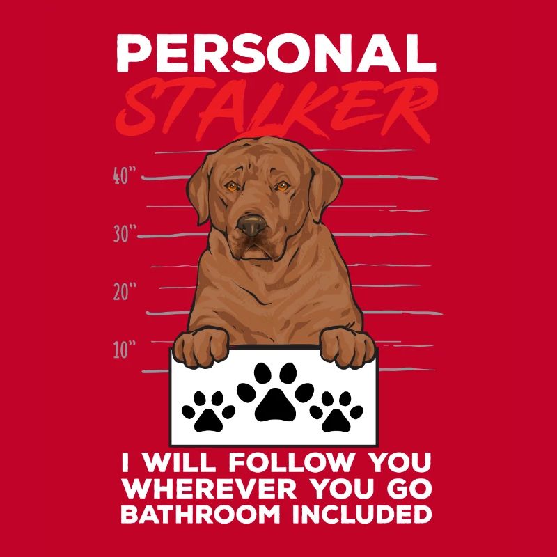 Foxred Labrador Fox Red Labrador Retriever