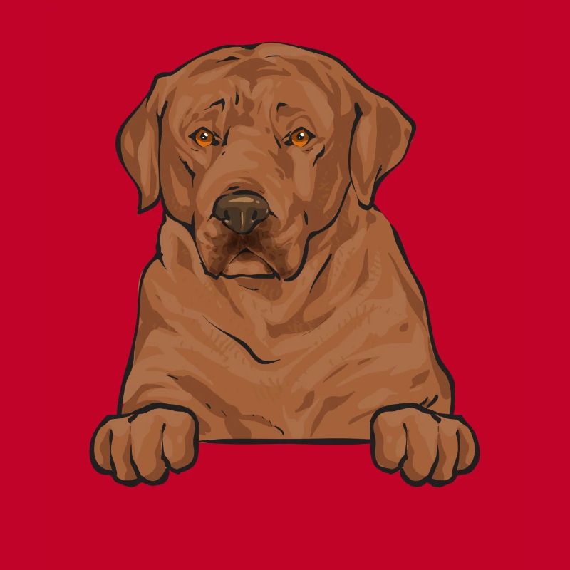 Foxred Labrador Fox Red Labrador Retriever