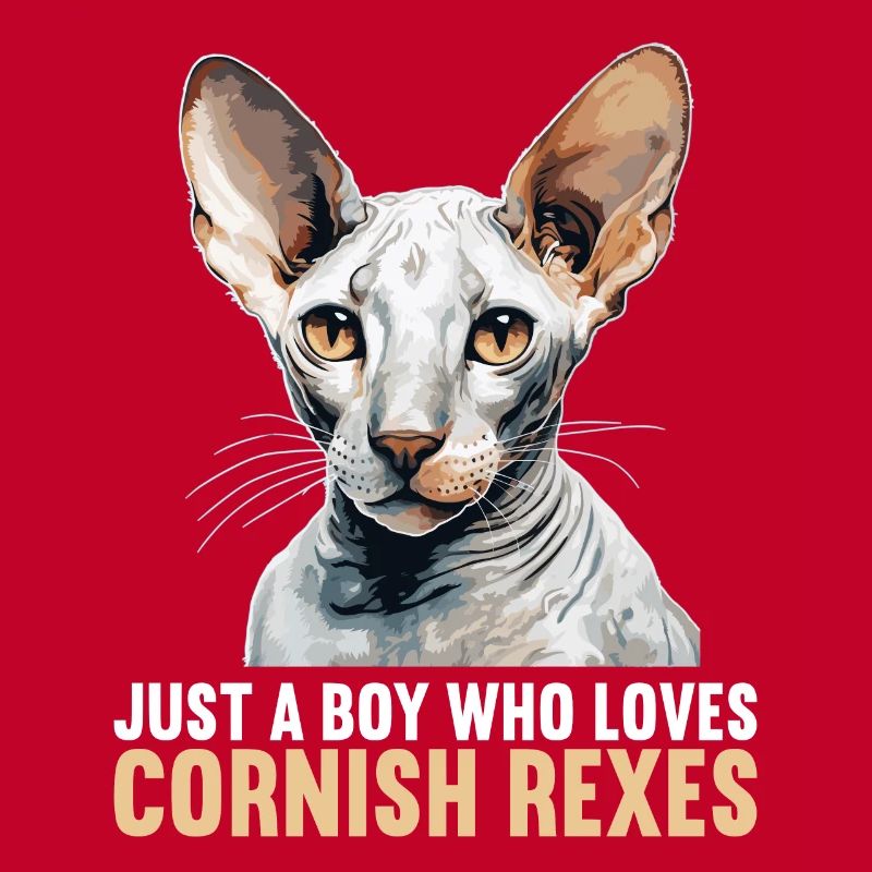 Cornish Rex Kätzchen Cornish Rex Katze