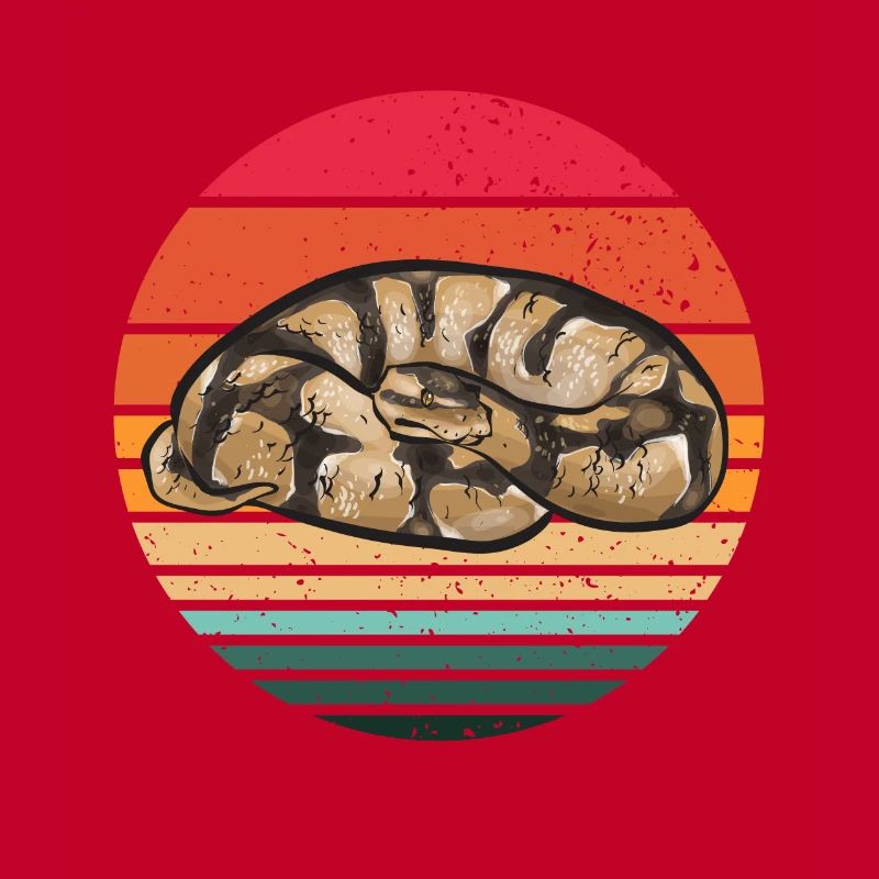 Ball Python Schlange Königspython