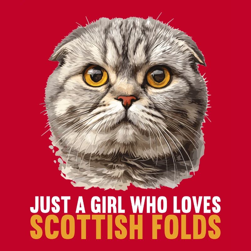 Scottish Fold Kitten Scottish Fold chat