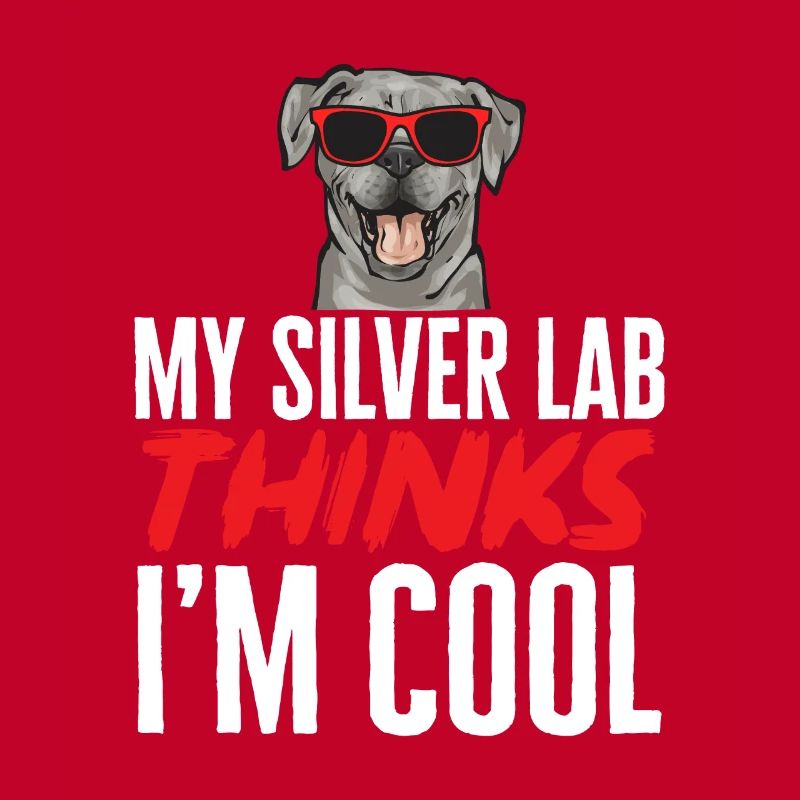 Silver Labrador Retriever Silver Lab