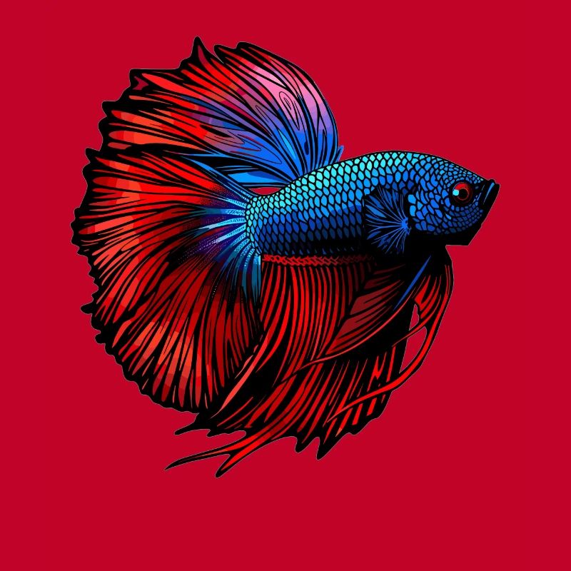 Bettas Betta Fish Betta