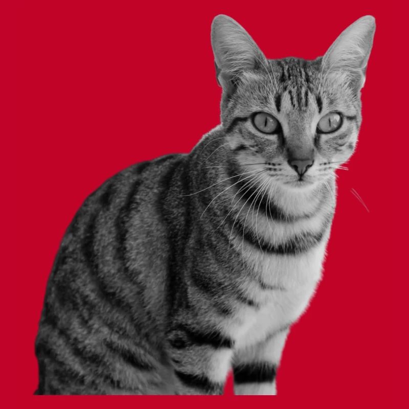 Chat blanc-noir Chat noir et blanc