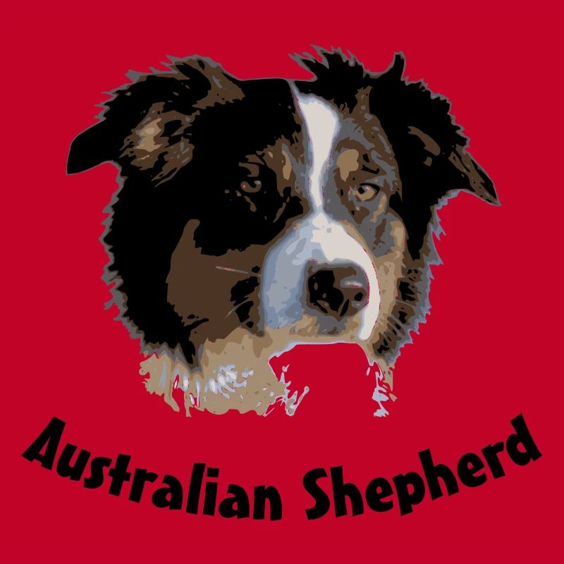 australian shepherd aussie sheep herd cattle