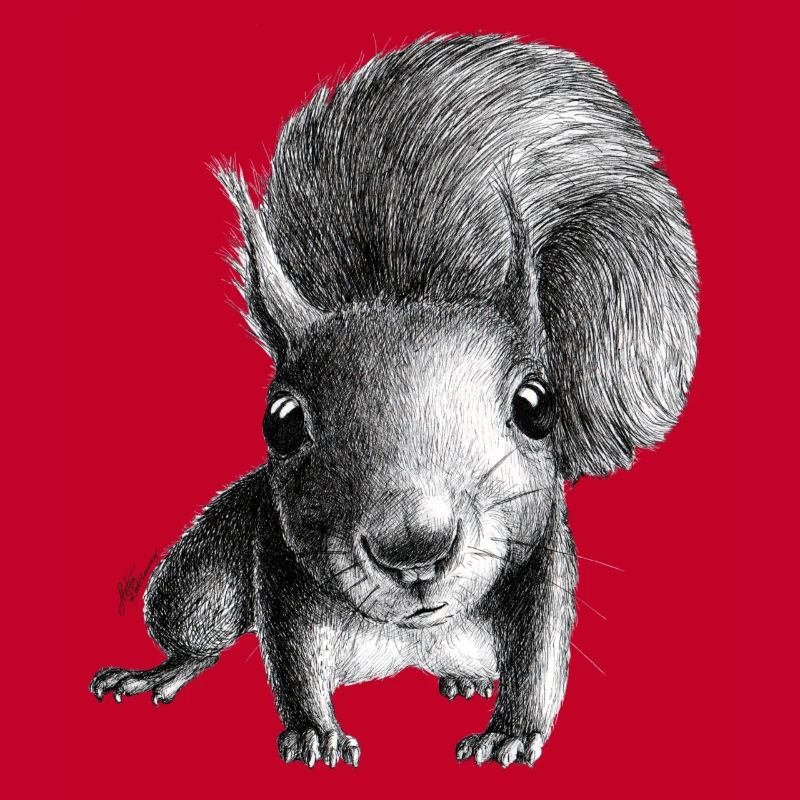 Eichhörnchen