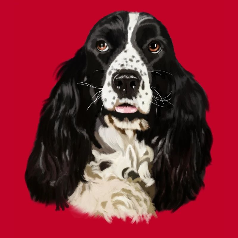 cocker spaniel