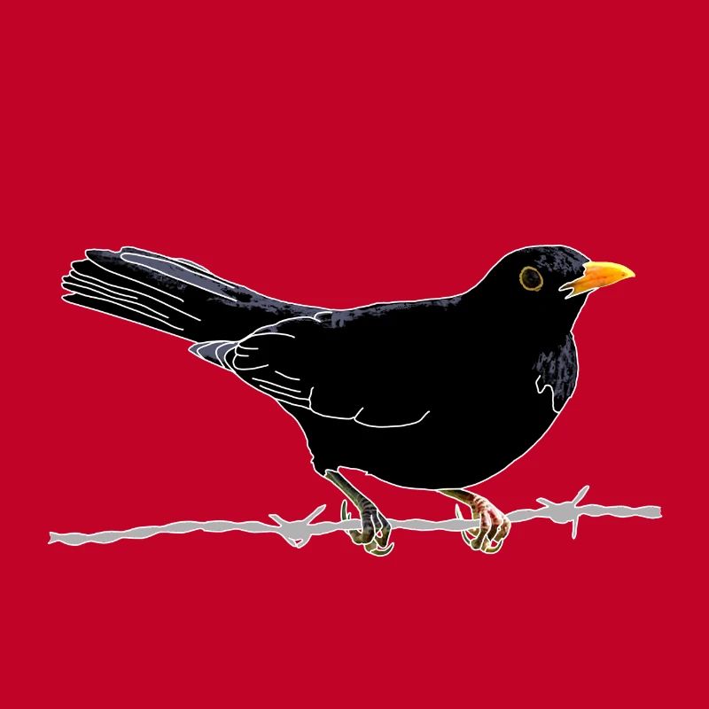 Blackbird on barbed wire