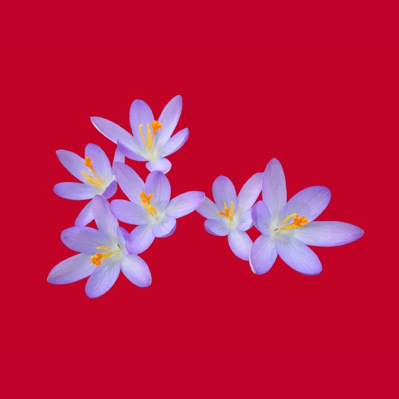Fleurs de printemps violettes (crocus)