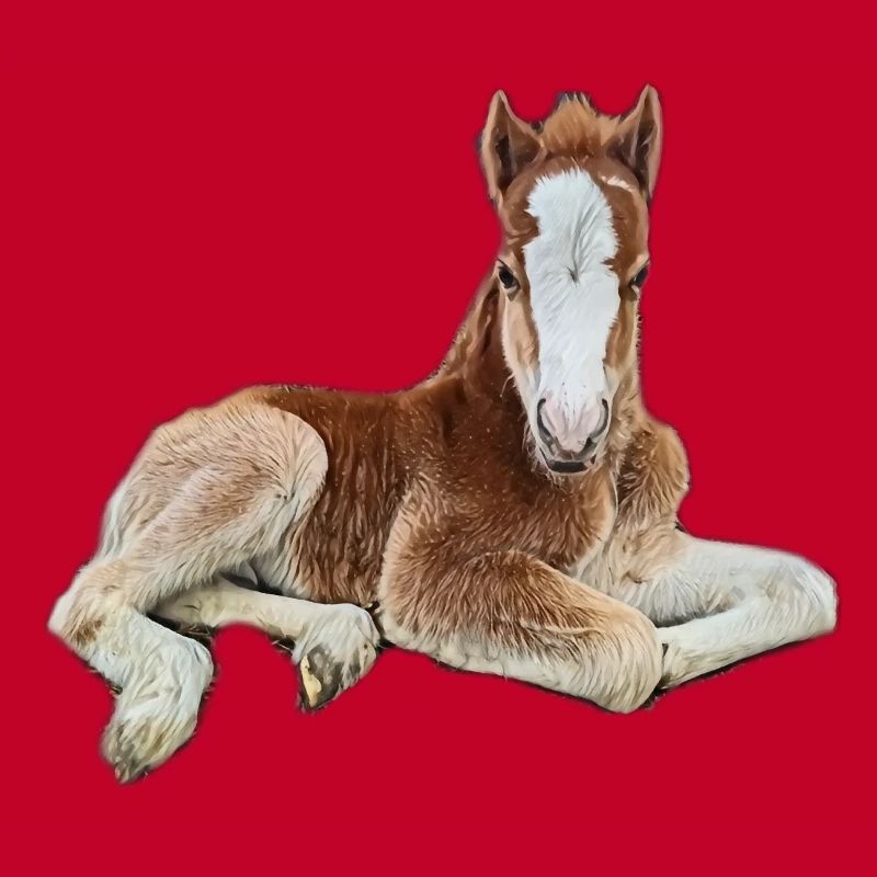 Fohlen