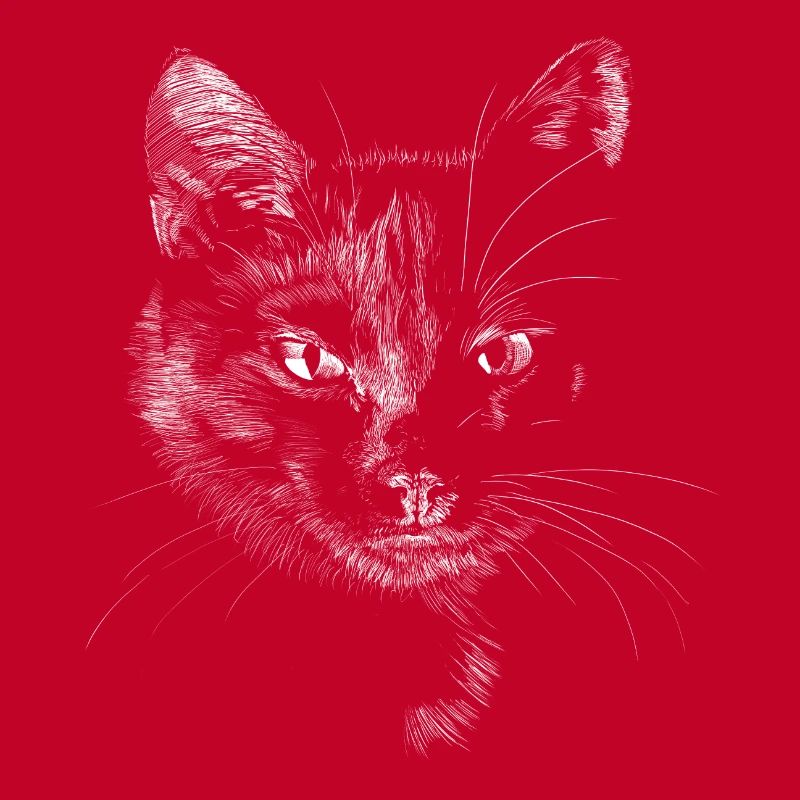 Black cat