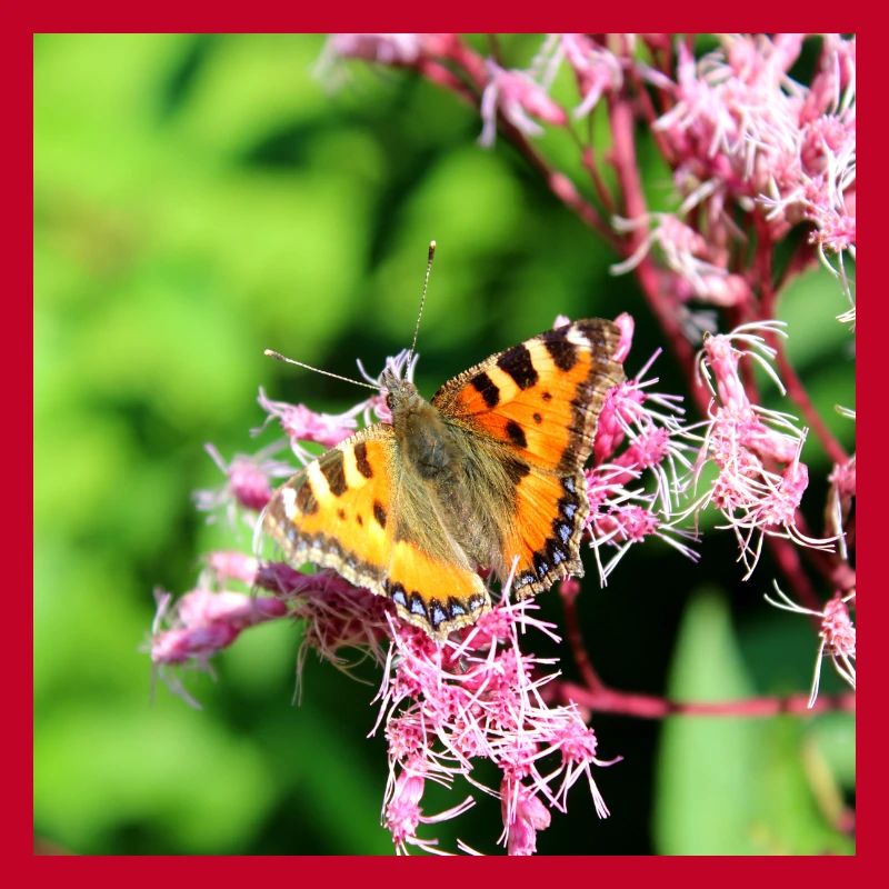 Papillons