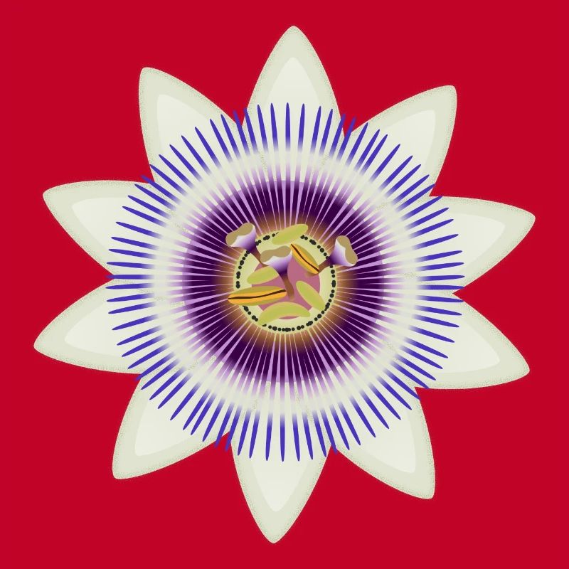Floraison artistique d’une passiflore