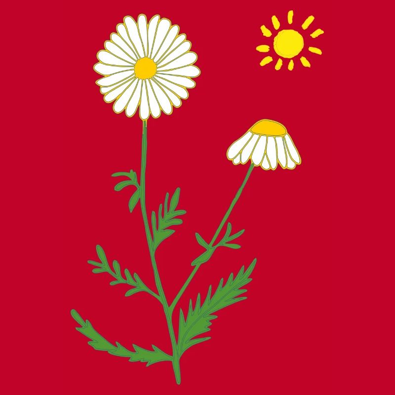 Chamomile with sun