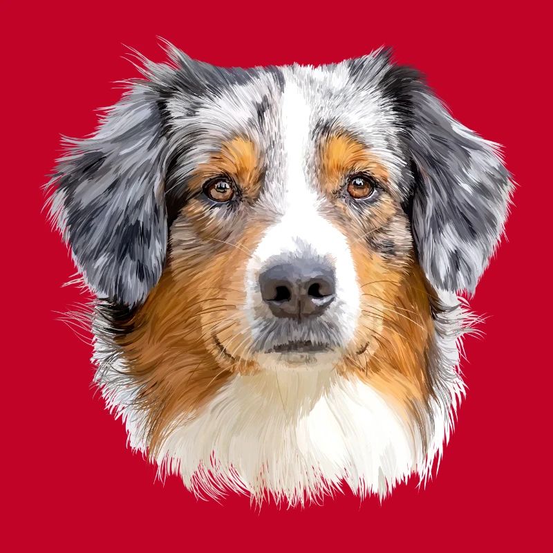 Australian Shepherd