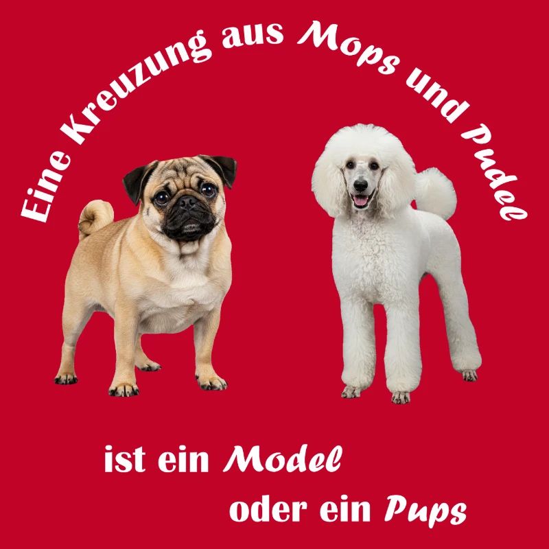 Kreuzung Pudel und Mops