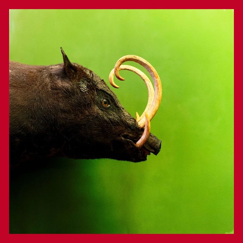 Wild boar