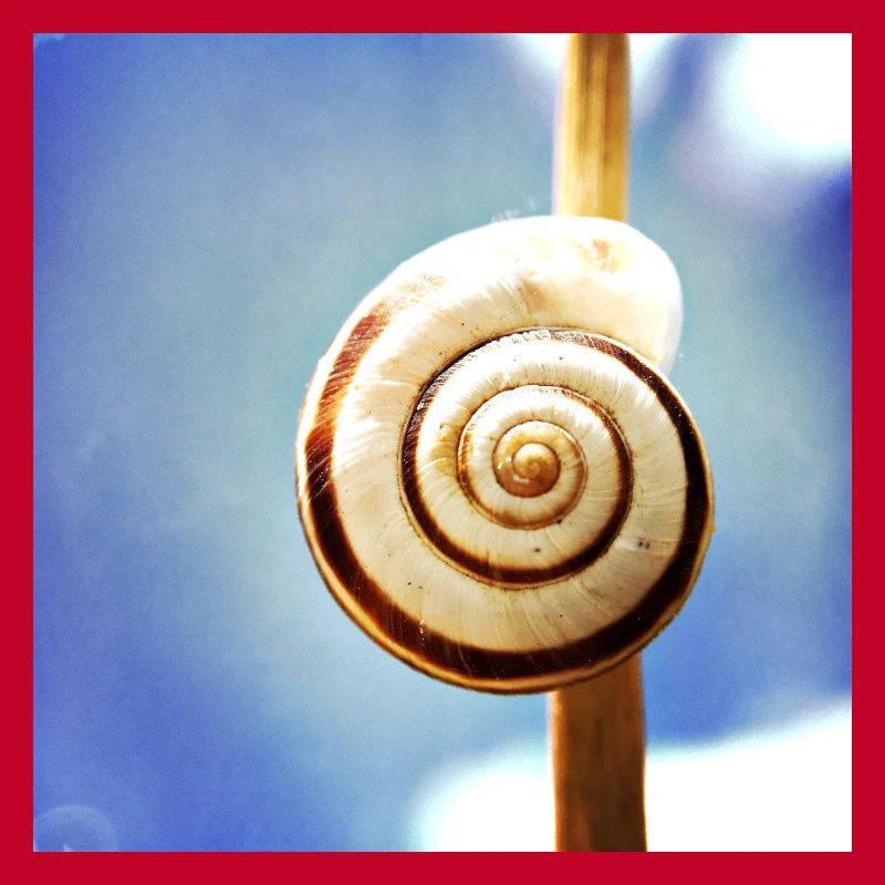 Coquille d’escargot