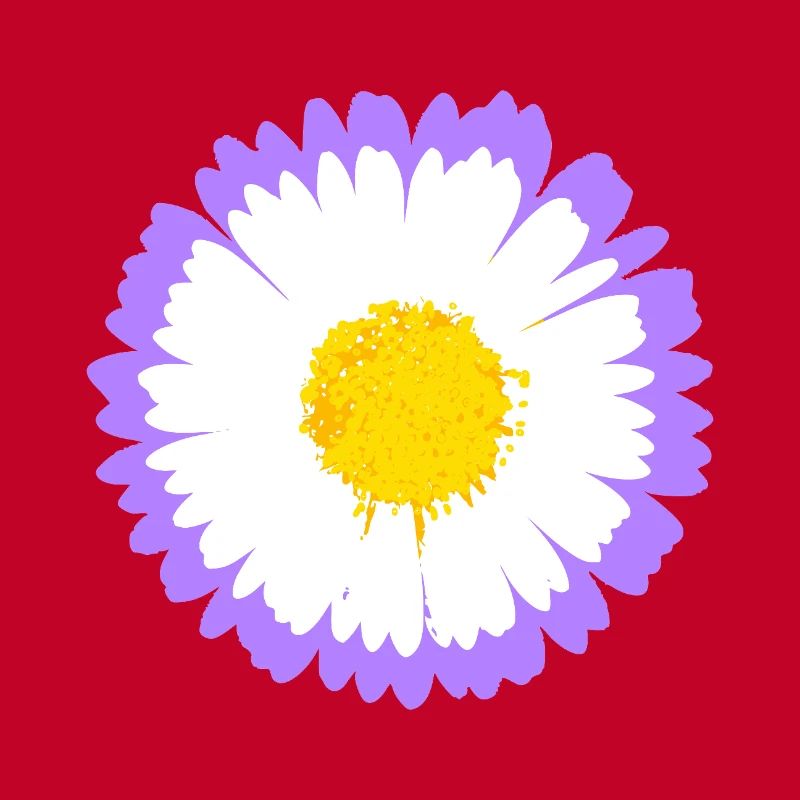 Lila Daisy Bloom mit gelbem Kern