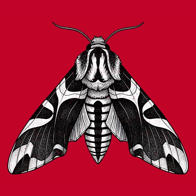 Moth Shadow Pattern Moth Black Moth