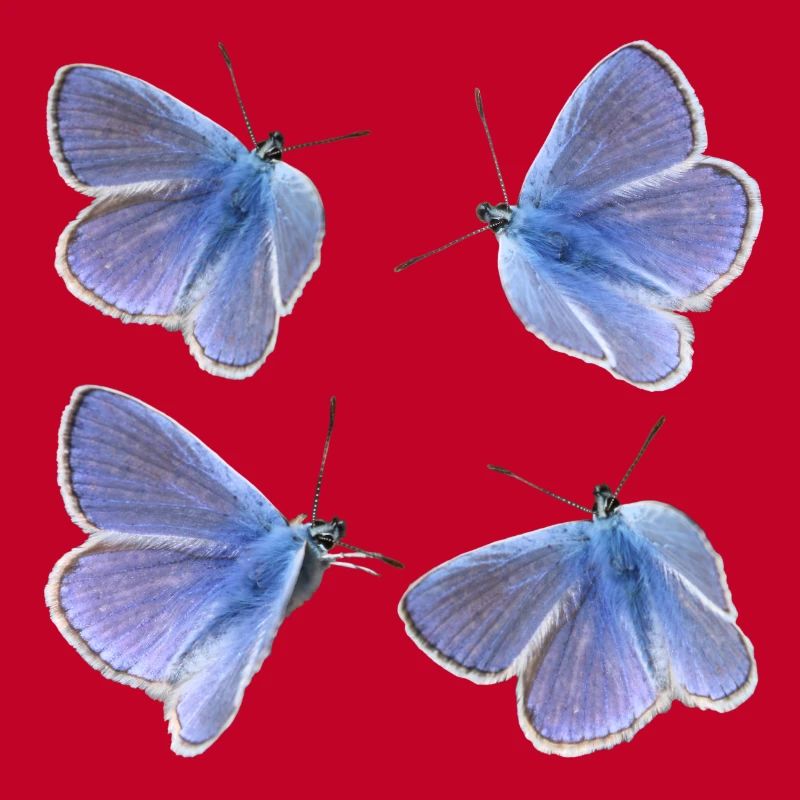 vier Bläulinge