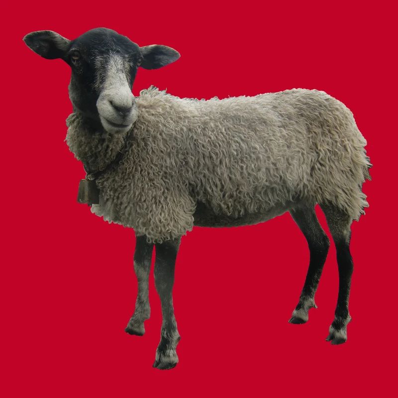 Mouton
