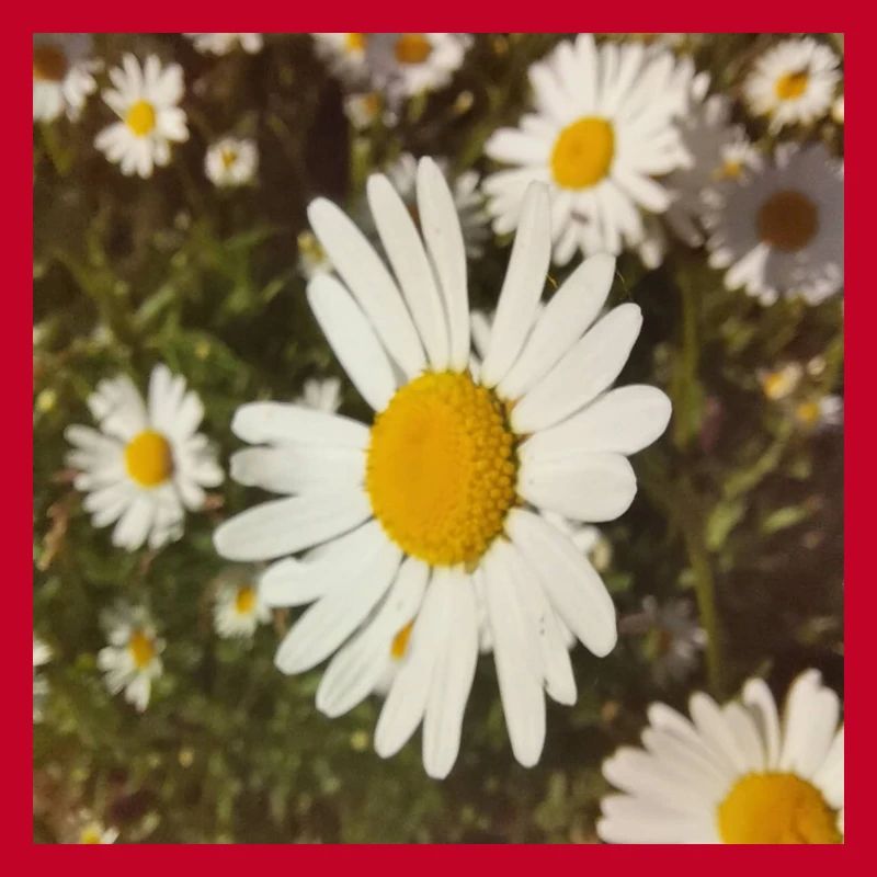 Gänseblümchen Sonnenlicht