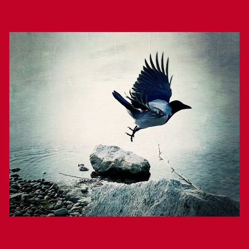 Crow's Flight