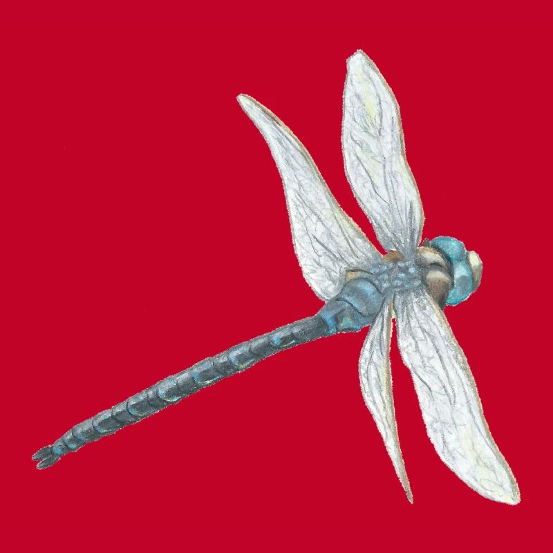 Illustration de libellule sarcelle