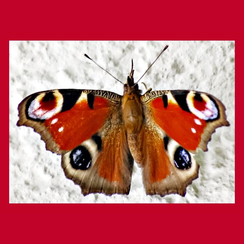 Peacock Eye Butterfly Pattern