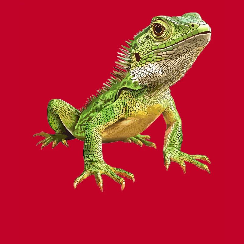 Lizards Lizard