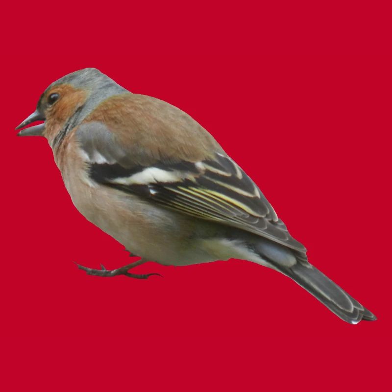 Pinson (côté)