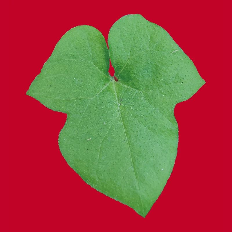Green_Leaf_-_Tiny_Red_Spider