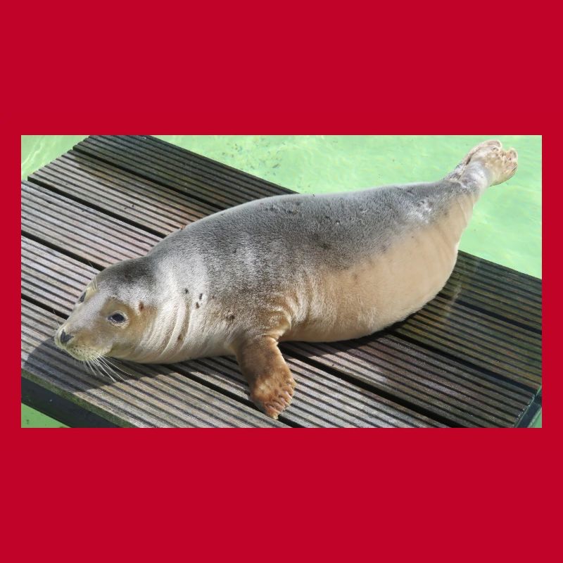 Robbenjunges auf Texel