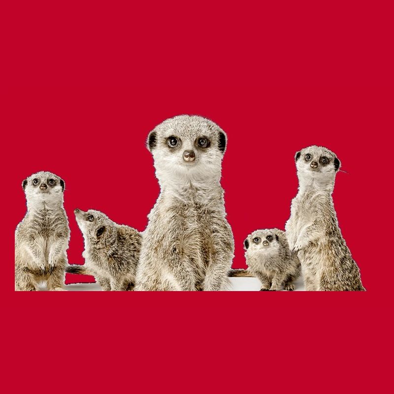 Famille de suricates