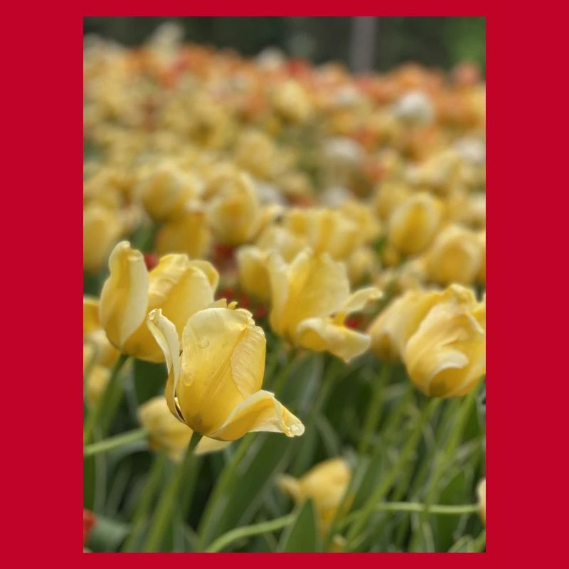 Tulpenmeer gelb