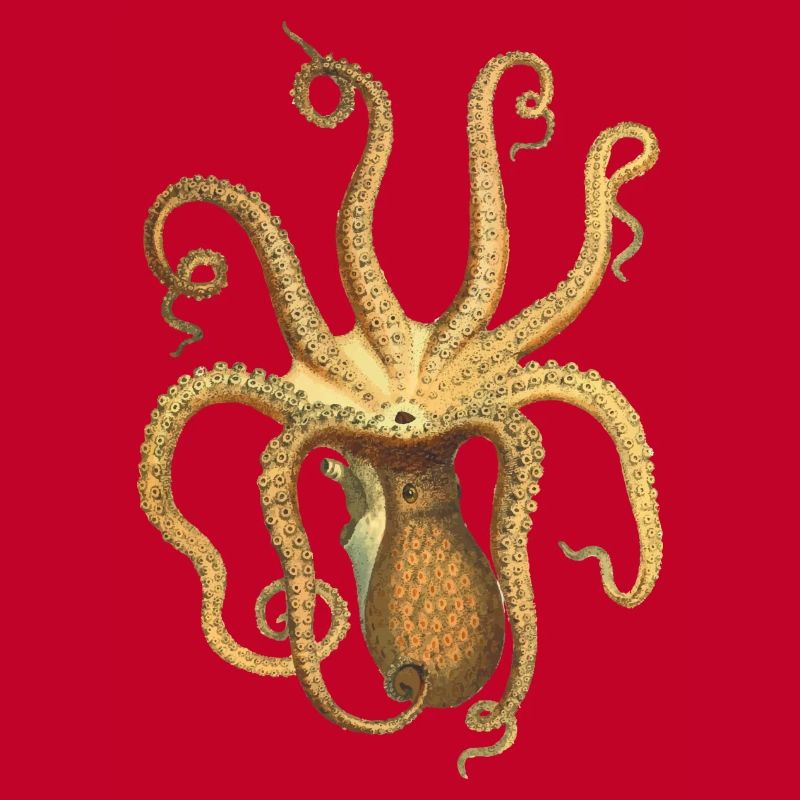 squid giant octopus octopus octopus squid sepia fish
