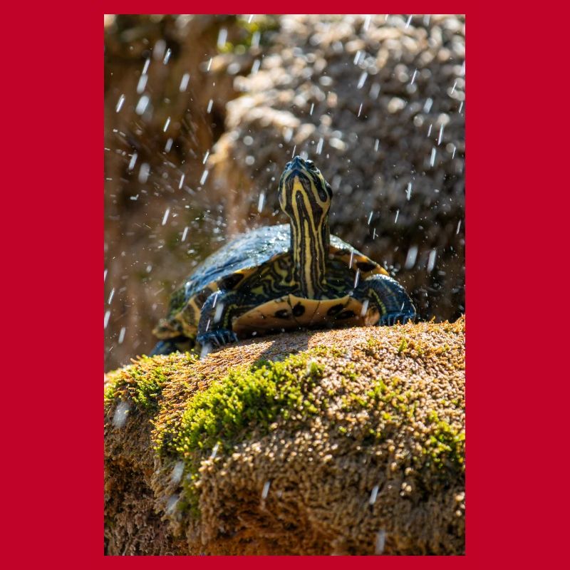 Gelbbauch-Slider Trachemys scripta scripta