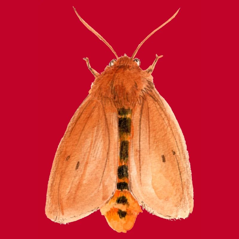 ruby tiger