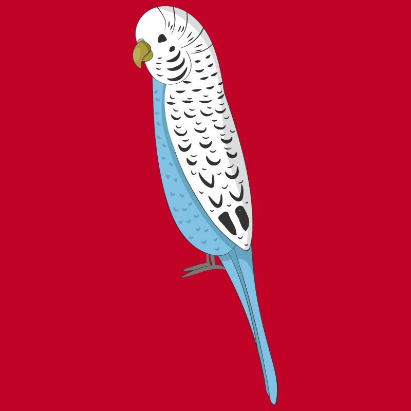 budgerigar
