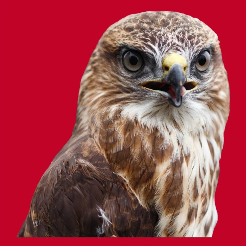 adler eagle buzzard